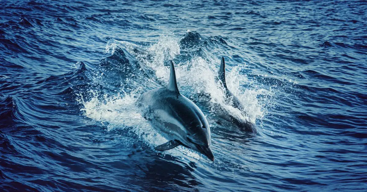 Comment fonctionne l'écholocalisation chez les dauphins ?