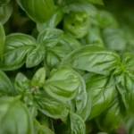 Comment le basilic apaise-t-il un estomac agité ?