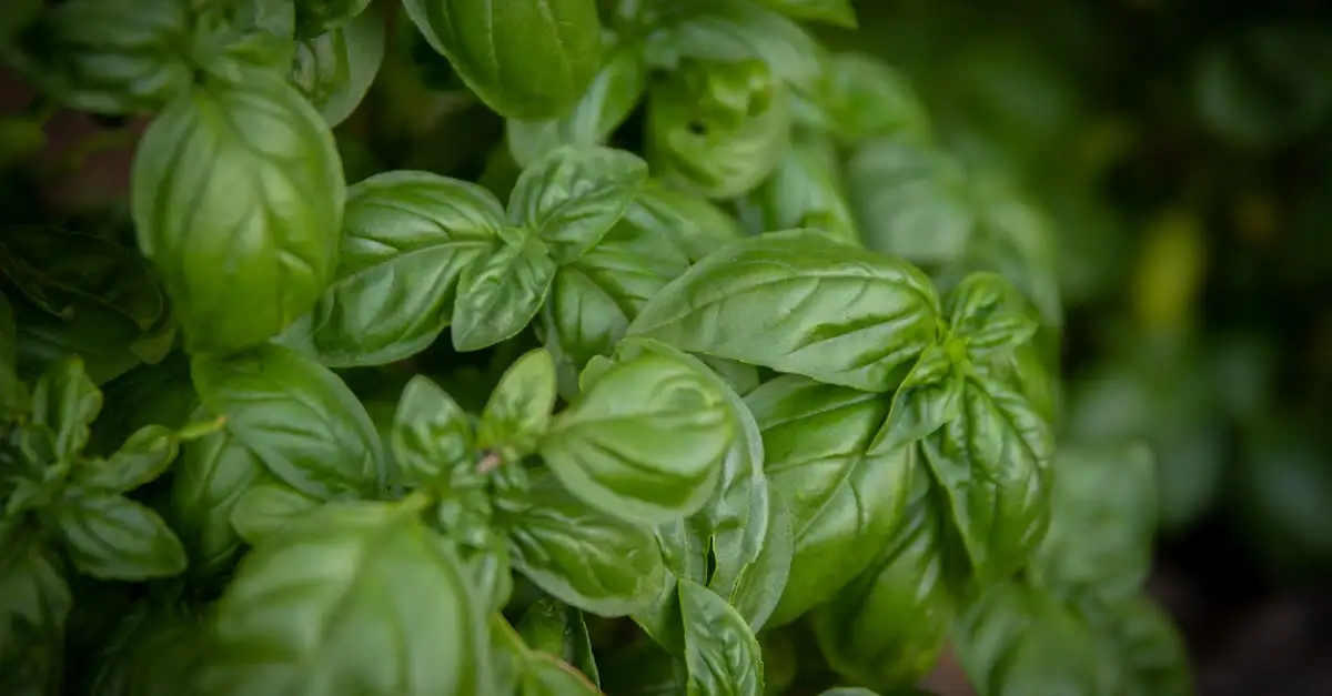 Comment le basilic apaise-t-il un estomac agité ?