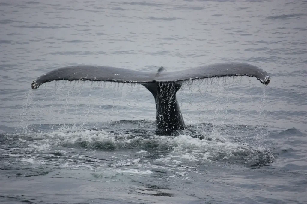 Comment les baleines communiquent-elles à longue distance ?