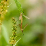 Où les araignées sont-elles bénéfiques pour l'écosystème ?