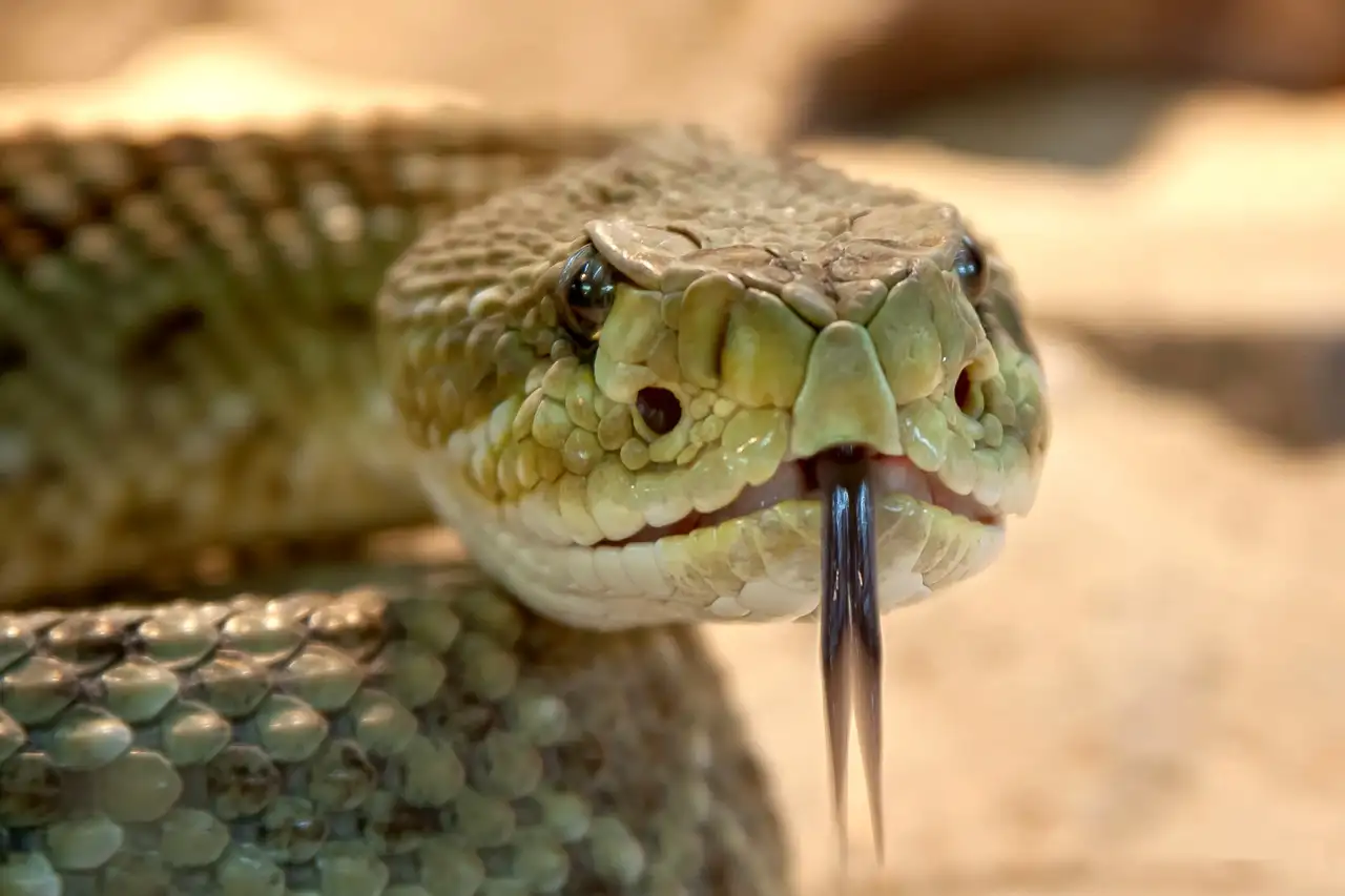 Pourquoi certains serpents sont-ils venimeux et d'autres non ?