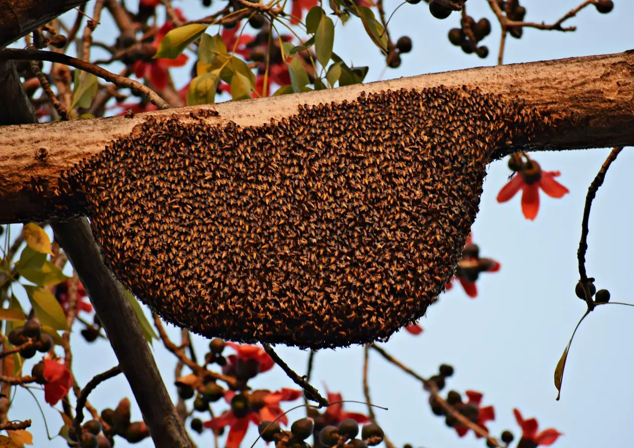 Propolis : Quels sont ses avantages et ses utilisations ?