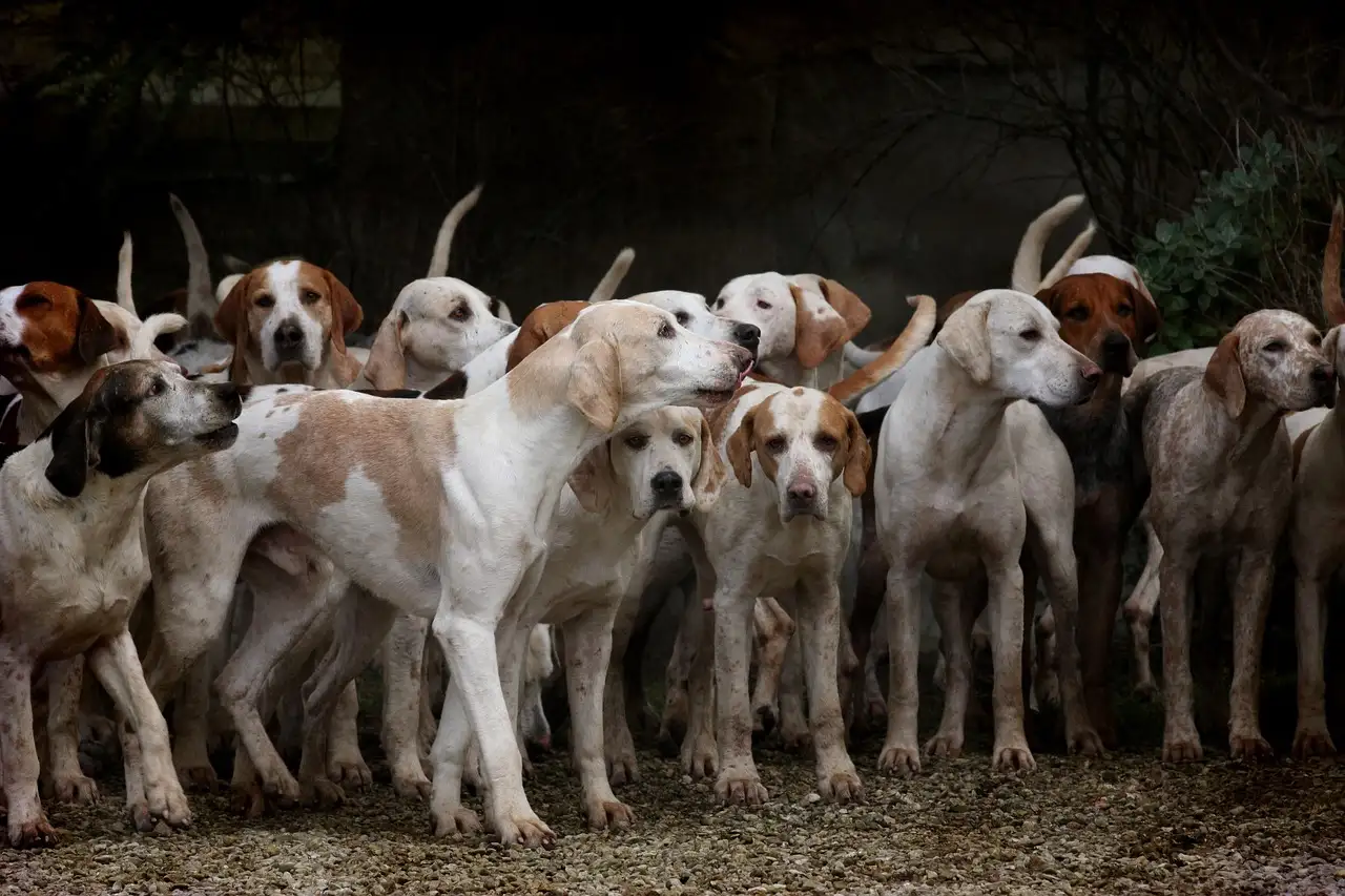 Que raconte le film d'animation Disney 101 Dalmatiens ?