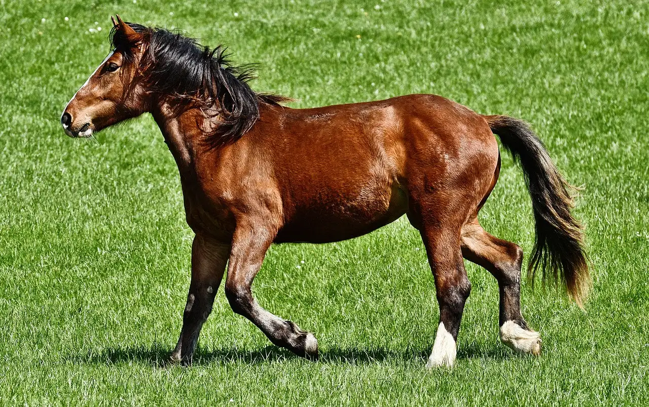 Quel cheval est fait pour vous ? Trouvez votre match idéal !