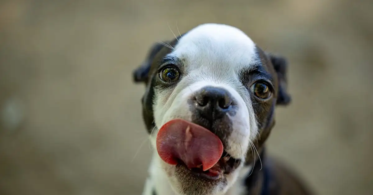 Quel chien vous correspond le mieux ? Découvrez-le ici !