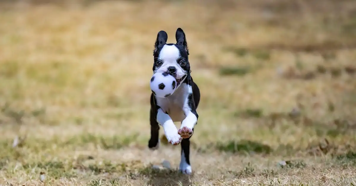 Quel chien vous correspond le mieux ? Découvrez-le ici !