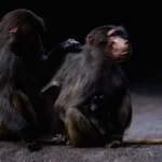 Quel singe est le plus proche de l'homme ? Découvrez-le !