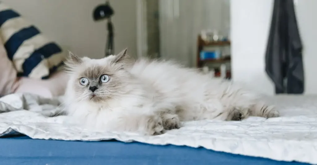Quelle race de chat choisir pour un compagnon idéal ?