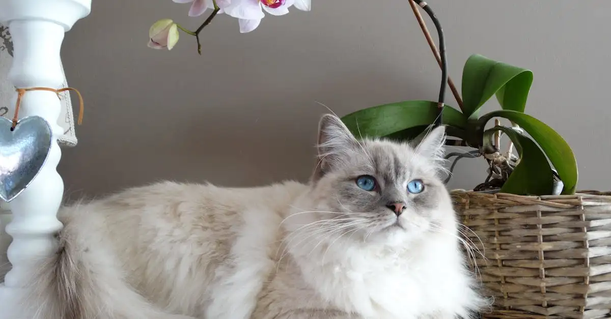 Quelle race de chat choisir pour un compagnon idéal ?
