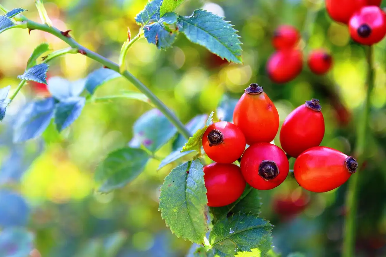 Quelle tisane choisir pour soulager la grippe efficacement ?