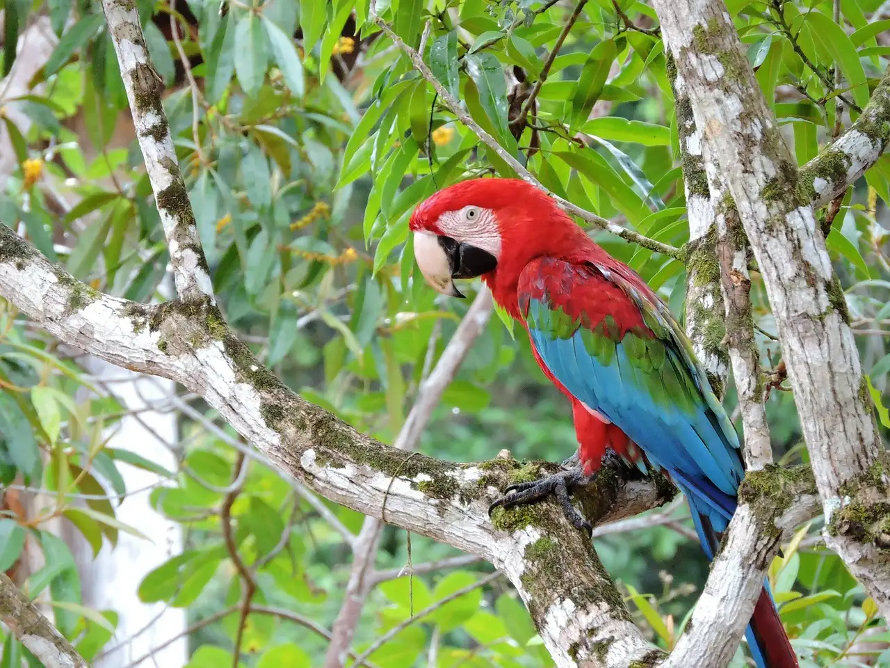 Quels pays sont traversés par le fleuve Amazone ?