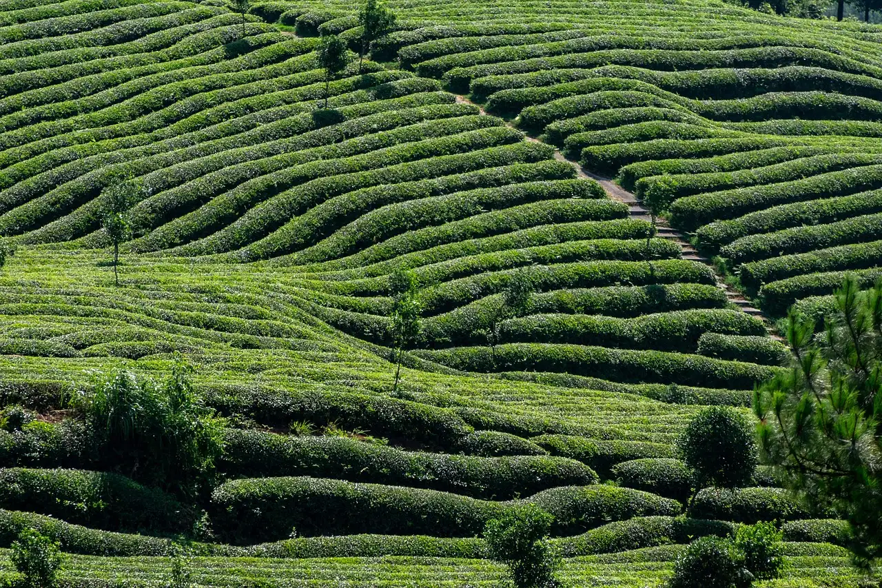 Quels sont les bienfaits de l'arbre à thé ?