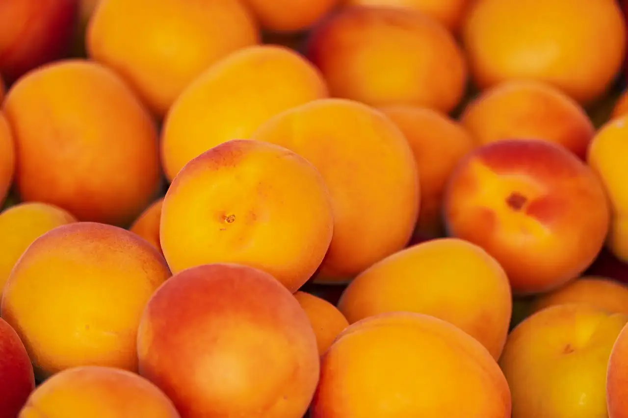 Quels sont les bienfaits des abricots secs pour la santé ?