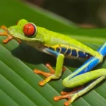 Quels trésors cachés dans les forêts tropicales du Costa Rica ?