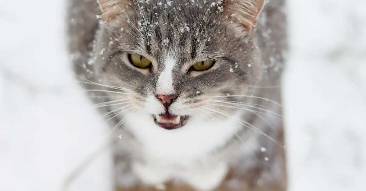 Les chats peuvent-ils nous manipuler avec leur miaulement ?