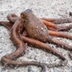 Pourquoi le poulpe est-il si intelligent pour un invertébré ?