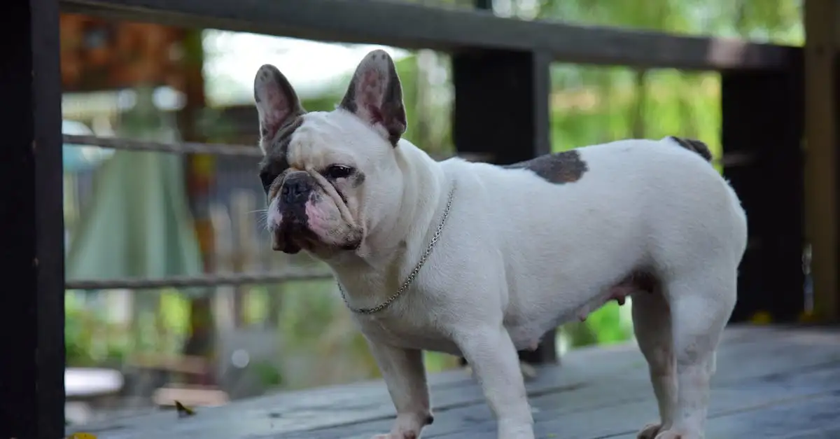 Quelle race de chien vous convient le mieux ? Découvrez-la !