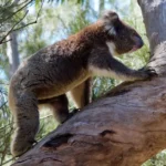 Quels sont les animaux emblématiques de l'Australie ?