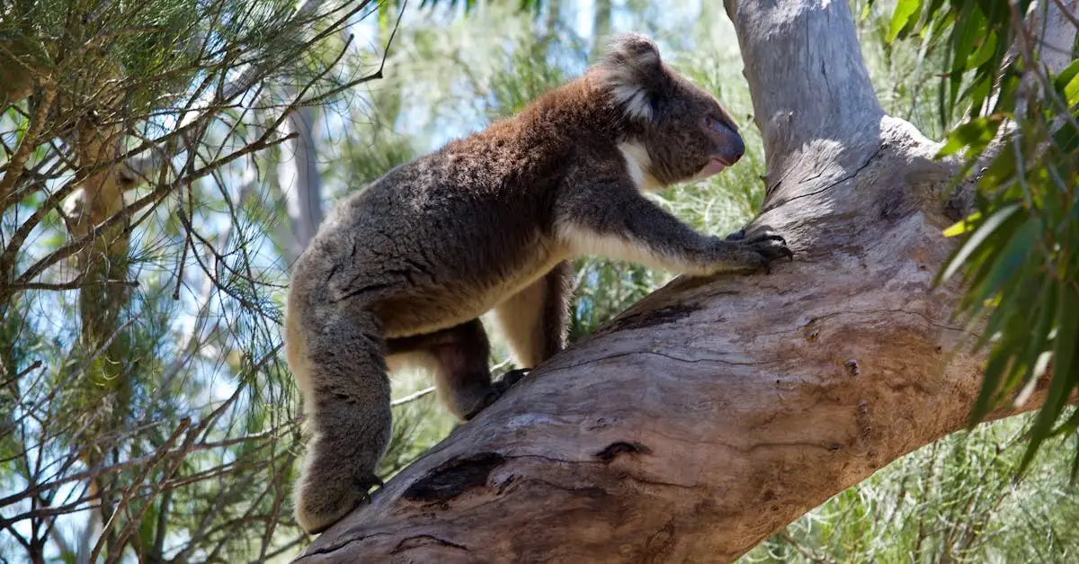 Quels sont les animaux emblématiques de l'Australie ?